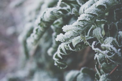 Close-up of snow on plant during winter