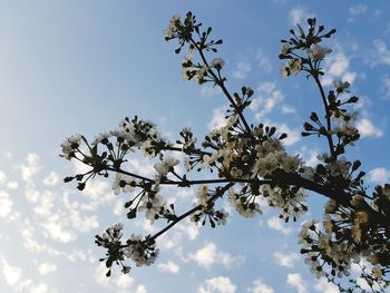 Low angle view of cherry blossoms against sky