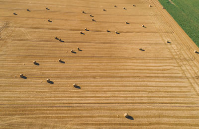 High angle view of hay bales on landscape