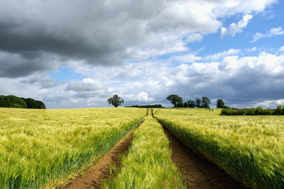 Scenic view of agricultural field against sky