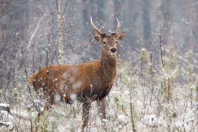 Portrait of deer standing on snow covered forest during winter