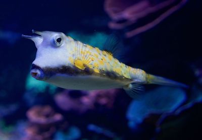 Close-up of fish swimming in aquarium