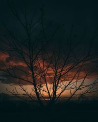 Silhouette bare tree against orange sky