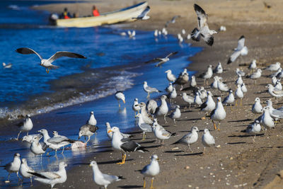 Flock of seagulls flying over sea, bird