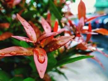 Close-up of red flowering plant