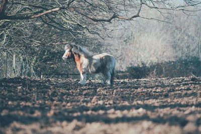 Horse standing in a field