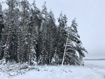 Pine trees on snow covered field against sky