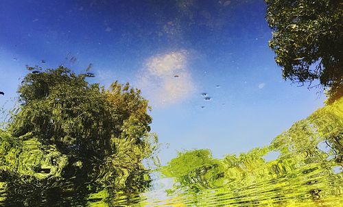 Low angle view of trees against blue sky