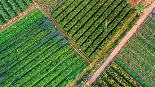 High angle view of corn field