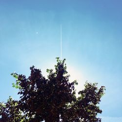 Low angle view of tree against clear blue sky