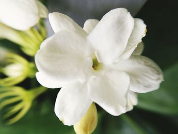 Close-up of flower blooming outdoors