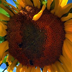 Close-up of sunflower