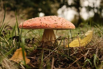 Close-up of mushroom on field