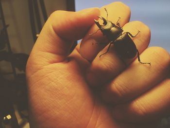 Close-up of hand holding tomato