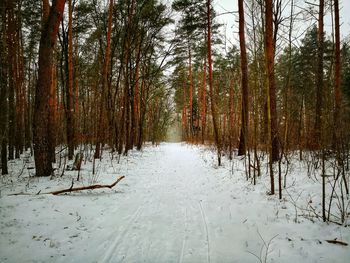 Snow covered trees in forest