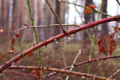 Close-up of dry leaves on branch