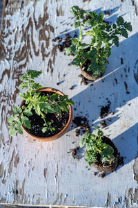 Table top view of gardening or potting bench with young tomato plants, clay pot, garden basket