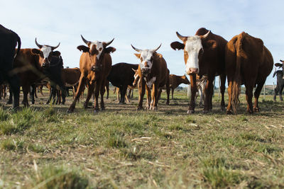 Herd of cows on field