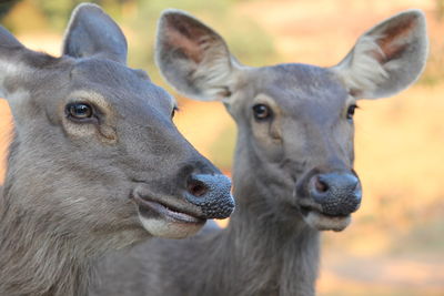 Close-up portrait of two horses
