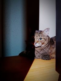 Close-up of cat sitting on table at home