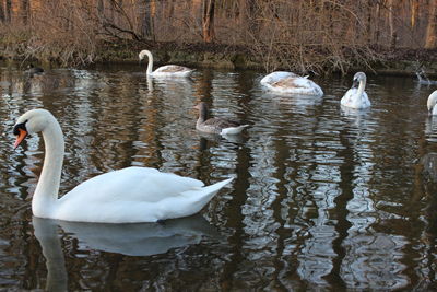 Swans swimming in lake