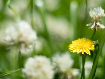 Close-up of yellow flowering plants on field