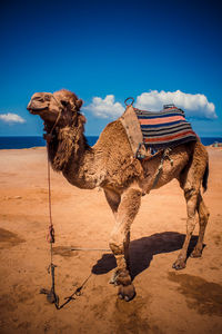 Horse cart on sand in desert against sky