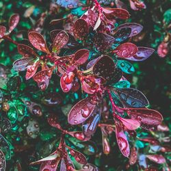 Close-up of wet red flowering plant