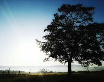 Silhouette tree on field against sky