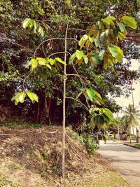 Trees and plants in forest