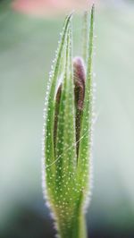 Close-up of plant rouellia mexicana petunia