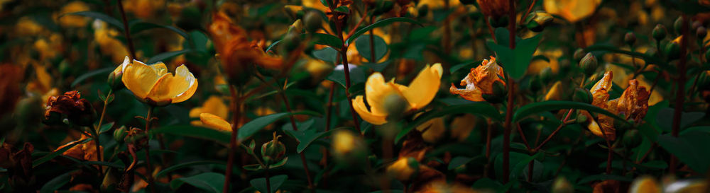 Close-up of yellow flowering plants on field