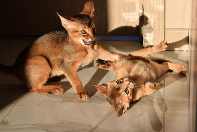 High angle view of abyssinian kittens playing in the sunlight