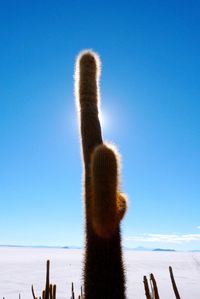 Cactus on beach against clear blue sky