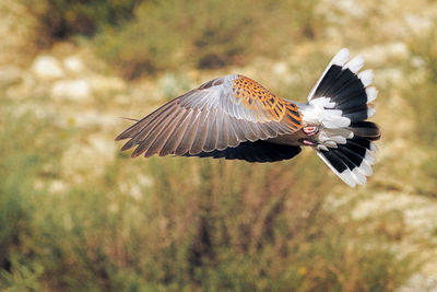 Turtle dove bird flying in a sunny day