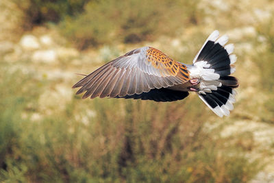 Bird flying in sky