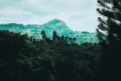 Trees on mountain against cloudy sky