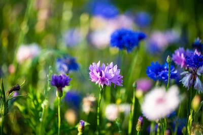 Close-up of purple flowering plants on field