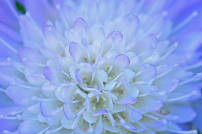 Full frame shot of purple flower