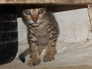 Portrait of kitten sitting on wood