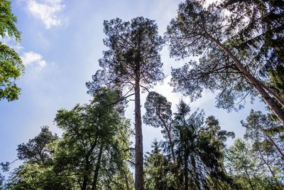 Low angle view of trees against sky