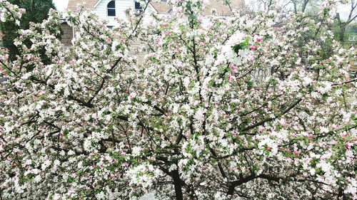 Close-up of flowers on tree