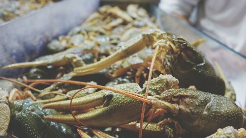 Close-up of crabs for sale in market