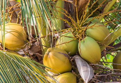 Coconuts on a palmtree at koh rong island