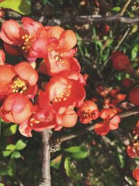 Close-up of red flowers