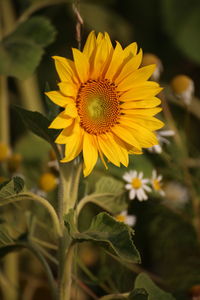 Close-up of yellow flowering plant