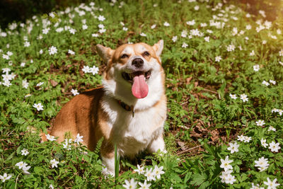 Natural background with cute corgi dog sitting on a spring sunny meadow
