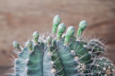 Close-up of succulent plant