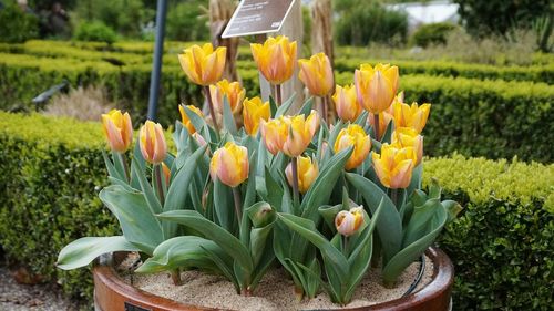 Close-up of tulips blooming at park