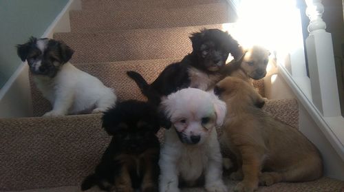 Portrait of dogs on sofa